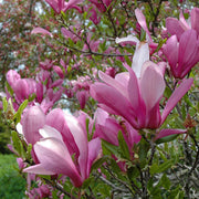 Magnolia Jane Tree