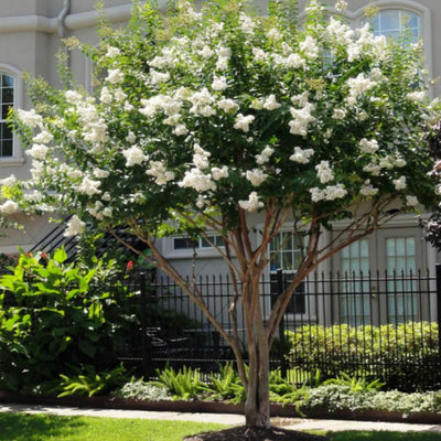 Crape Myrtle (White) Tree