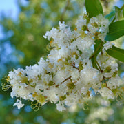 Crape Myrtle (White) Tree