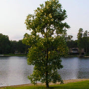 Sweetbay Magnolia Tree