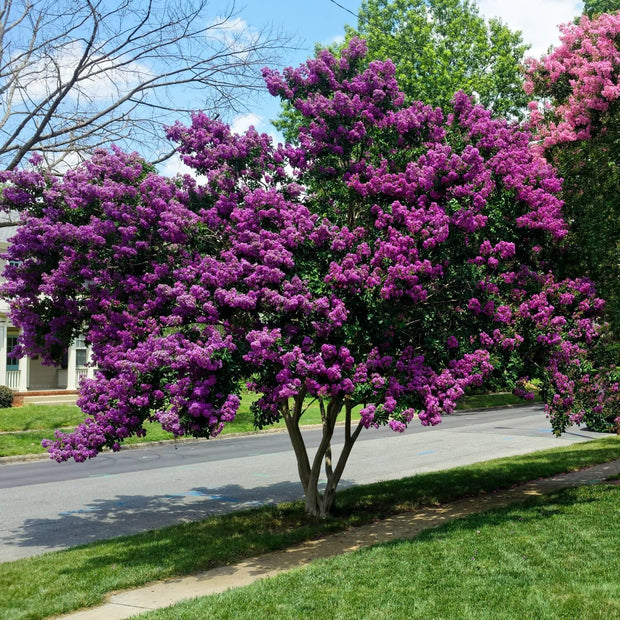 Crape Myrtle (Purple) Tree