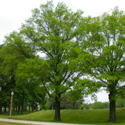 Willow Oak Tree