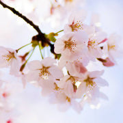 Japanese Flowering Cherry (Yoshino) Tree