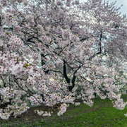 Japanese Flowering Cherry (Yoshino) Tree