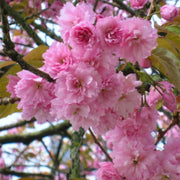 Japanese Flowering Cherry (Kwanzan) Tree