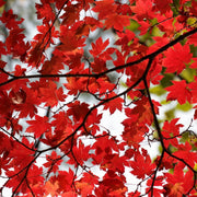 Red Maple - The Living Urn
