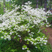 Formosa Azalea (White) Shrub